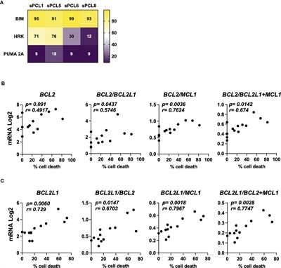 BCLXL PROTAC degrader DT2216 targets secondary plasma cell leukemia addicted to BCLXL for survival